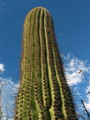 Carnegiea Gigantea